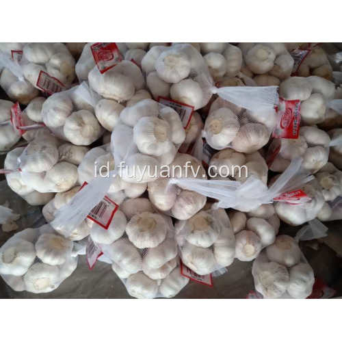 5,5cm bawang putih putih normal